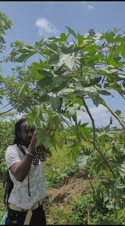 Authentic Jamaican Castor Oil